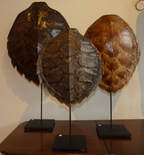 Tortoise Shells 