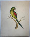Australian watercolour parrot regent